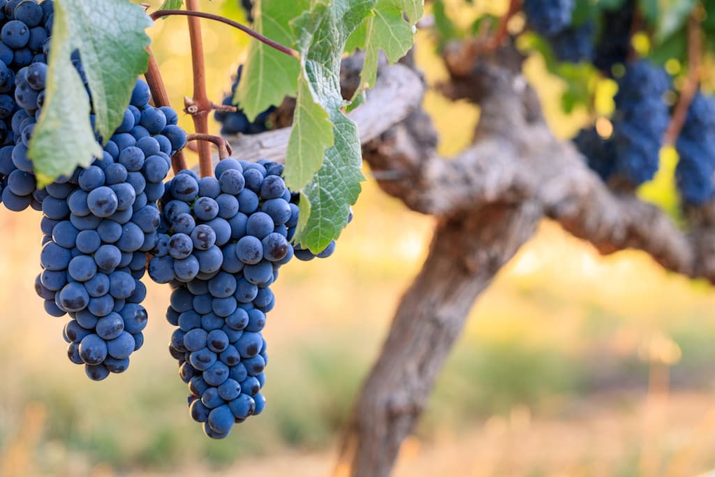Shiraz grapes on the vine